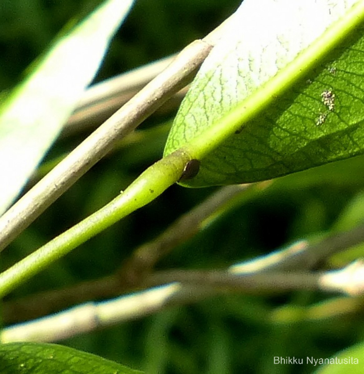 Pothos remotiflorus Hook.